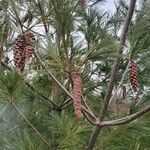 Pinus wallichiana Blad