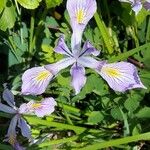 Iris tenax പുഷ്പം
