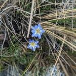 Gentiana sedifolia Flower