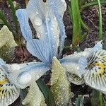 Iris reticulata Flor