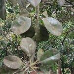 Manilkara obovata पत्ता