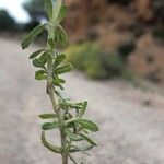 Teucrium dunense Hoja