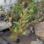 Oxybasis glauca অভ্যাস