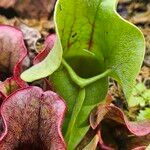 Sarracenia purpurea 葉