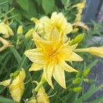 Hemerocallis lilioasphodelus Kvet