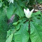 Magnolia tripetala Floro