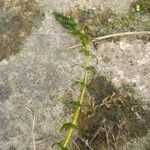 Elodea nuttallii Hoja