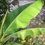 Musa basjoo ഇല