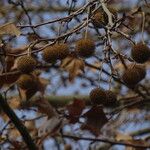 Platanus × hispanica Frukt