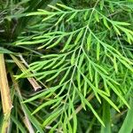 Grevillea robusta Folha