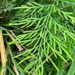 Grevillea robusta Blad