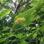 Dendrophorbium lucidum Flower