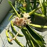 Hoya longifolia Flower