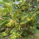 Enkianthus campanulatus 葉