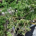 Rhipsalis cereuscula Hoja