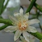 Rhipsalis neves-armondii Fula