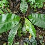 Palisota mannii Hoja