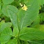 Impatiens parvifloraFlower