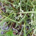 Stellaria alsine Costuma