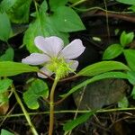 Heterotis rotundifolia Плод