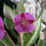 Epilobium conspersum Агульны выгляд