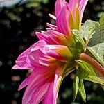 Dahlia pinnata Outro