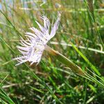 Dianthus hyssopifolius Flor