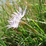 Dianthus hyssopifolius Květ