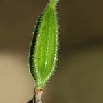 Achlydosa glandulosa