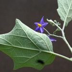 Solanum wrightii Liść