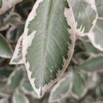 Pittosporum tenuifolium Leaf