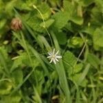 Stellaria graminea Blodyn