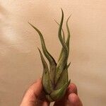 Tillandsia paucifolia 葉