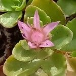 Phedimus spurius Flower