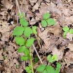 Potentilla indicaLeaf