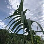 Arundo donaxFeuille