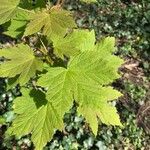 Acer spicatum Folla