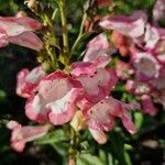 Penstemon hartwegii Flower