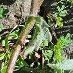 Tridax procumbens Foglia