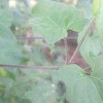 Mikania scandens Rusca
