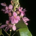 Schnella guianensis Flower