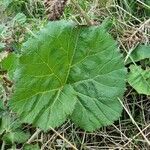 Petasites hybridus Leaf