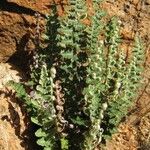 Cosentinia vellea Libunga