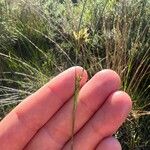 Rhynchospora fusca Feuille