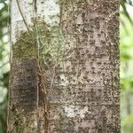 Licania densiflora Bark