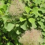 Cotinus coggygriaBloem