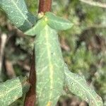 Euphorbia lagascae 葉