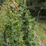 Ribes uva-crispa Feuille