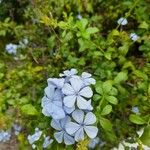 Plumbago auriculataKvět