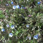 Lithodora hispidula Yeri